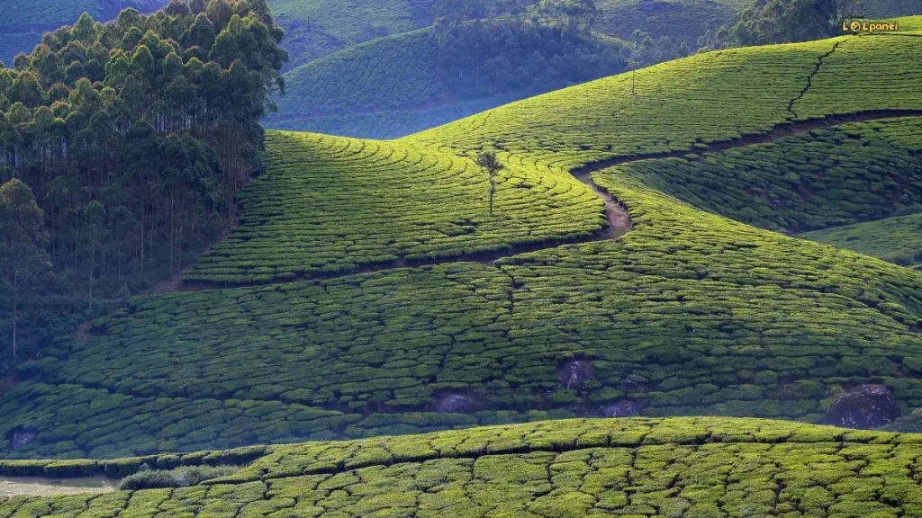 munnar
