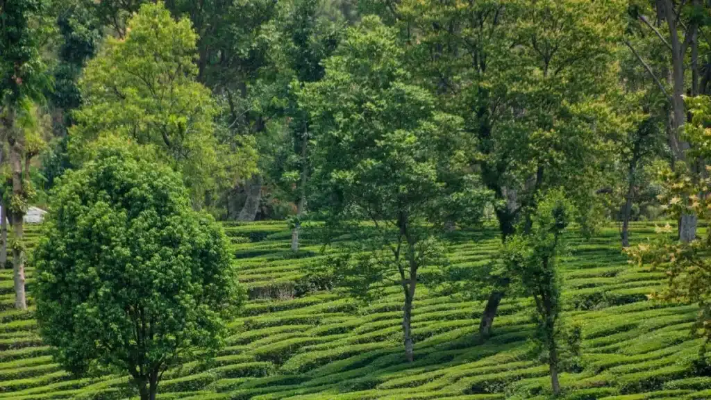 palampur