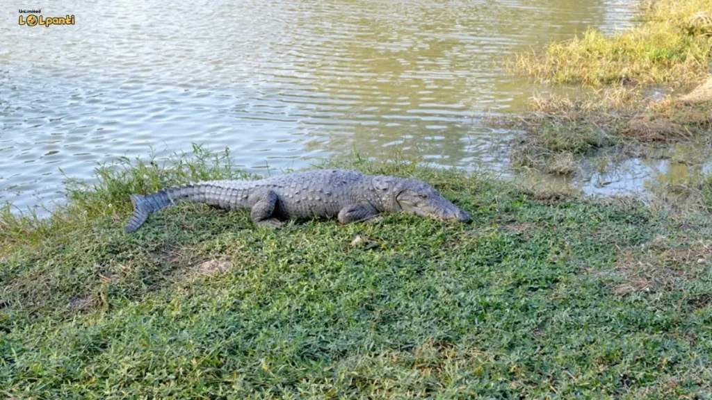 crocodile farm in kurukshetra
