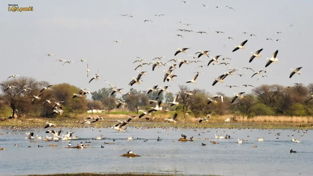 tourist places in gurugram sultan bird sanctuary